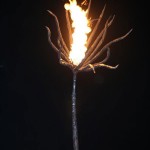 13fireflower_BrandiMandato