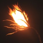 15fireflower_Marla_Showfer