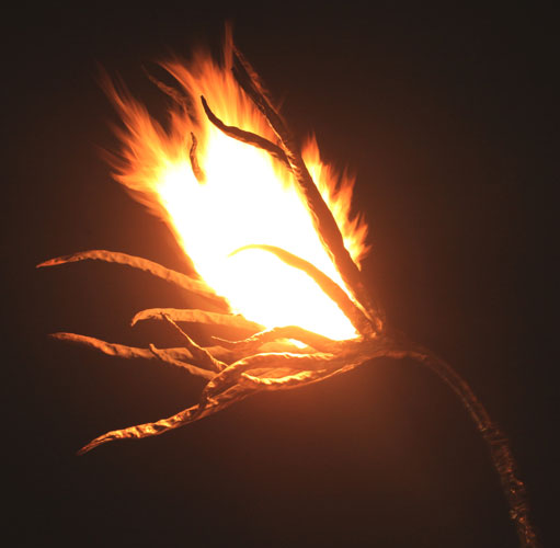 15fireflower_Marla_Showfer