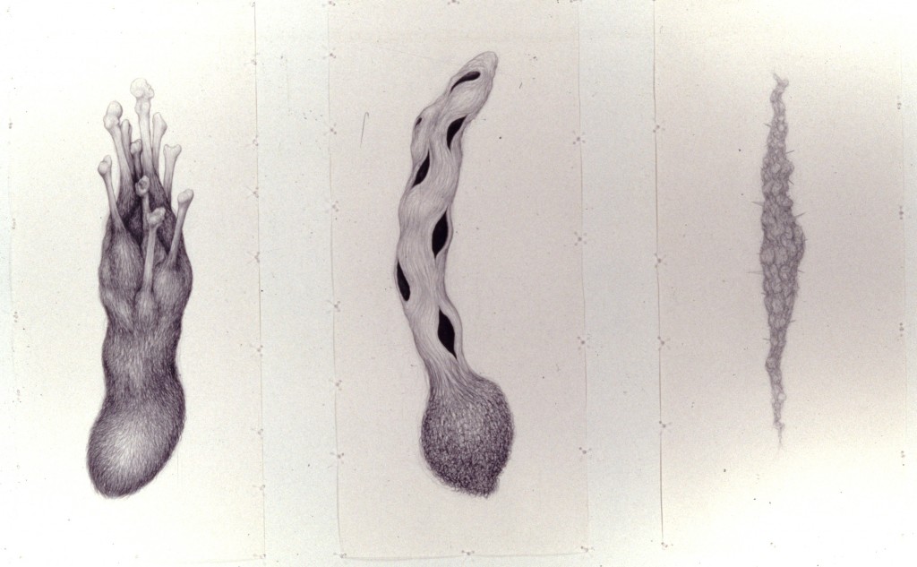 triptych penis